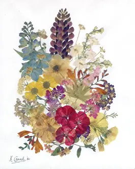 The Medici Society Ltd.: Pink and blue larkspur