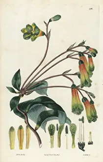 Edulis: Pink bomarea, Bomarea edulis