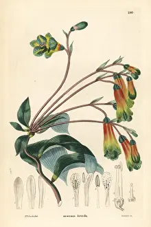 Edulis: Pink bomarea, Bomarea edulis