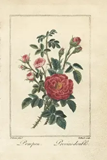 Teillard: Pink button rose and double Provence rose