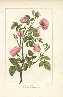 Prudhomme: Pink button rose, rose pompon, Rosa pomponia