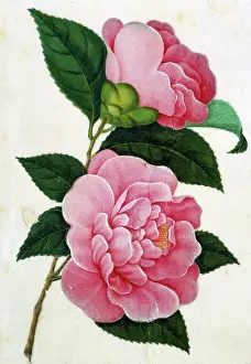 Camellias: Two Pink Camellias