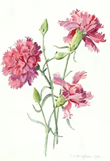 Carnations: Three Pink Carnations