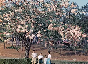 Pink cassia in Kalaw - Rangoon