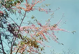 Cassia: Pink cassia - Rangoon