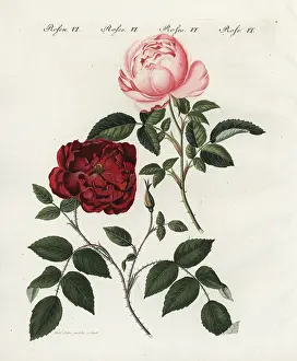 Rosebud: Pink and crimson everblooming roses, Rosa semperflorens