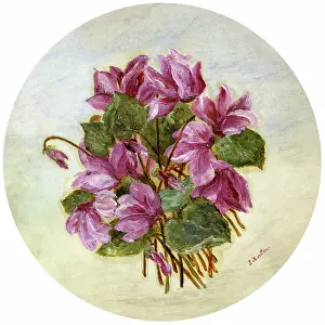 Cyclamen: Pink Cyclamen