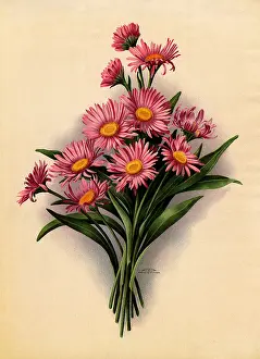 Manner: Pink Daisies