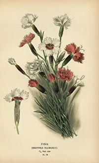 Hypericum: Pink, Dianthus plumarius