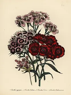 Barbatus: Pink or Dianthus species