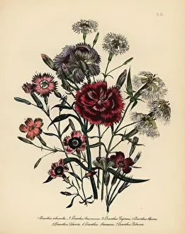 Alpinus: Pink or Dianthus varieties