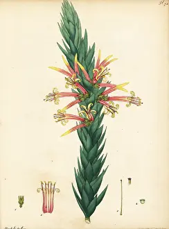 New South Wales: Pink five-corners, Styphelia triflora