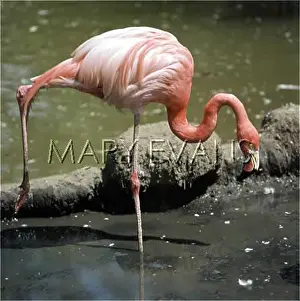 Stoops: PINK FLAMINGO 1975