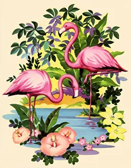 Flamingo: Pink Flamingoes