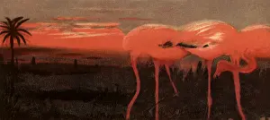 Thayer: Pink Flamingoes, Sunset