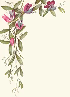 Vivid: Pink Flower Border