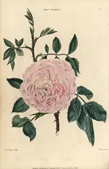 Mcintoshs: Pink flowered Rosa centifolia, leaves, thorny stems