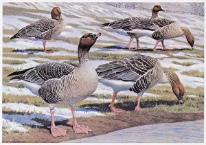 Gillmor: Pink-footed Geese