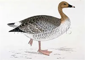 Anser: PINK-FOOTED GOOSE