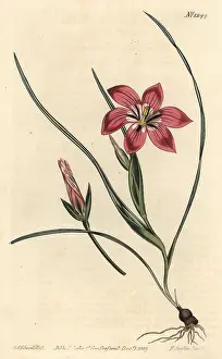 Blush: Pink froetang, Romulea flava