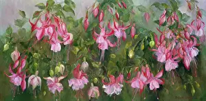 Doreen: Pink Fuschia Bush