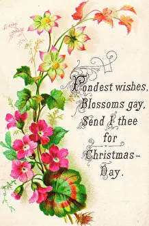 Geraniums: Pink geraniums on a Christmas card