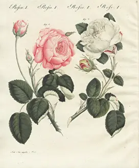 Centifolia: Pink German centifolia rose and white unique rose