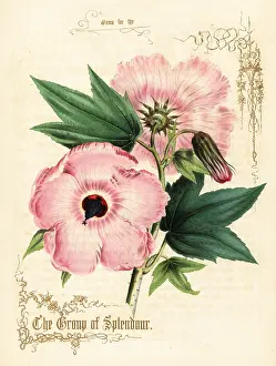 Lithographer: Pink hibiscus flowers and foliage
