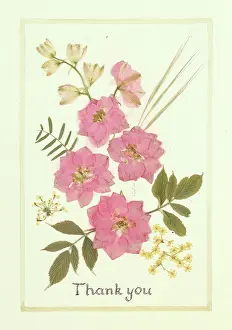Ashdown: Pink Larkspur