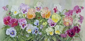 Pansies: Pink, Lemon, Lilac and Orange Pansies