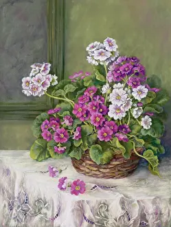 Primulas: Pink and mauve primulas in a basket