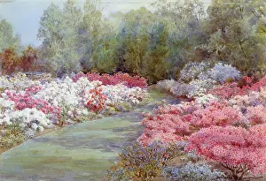 Rhododendrons: Pink, Mauve and White Rhododendrons