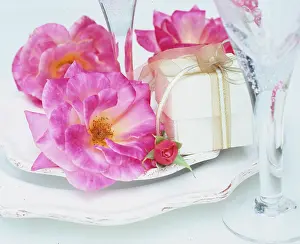 Rosebud: Pink old-fashioned rose and rosebud ? with white gift box