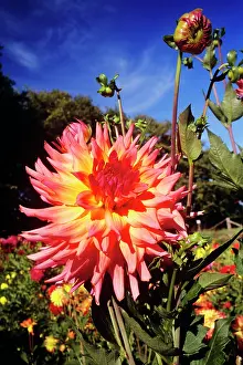 Tuber: Pink and orange dahlia