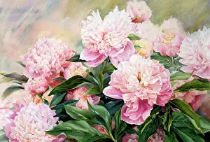 Mullen: Pink Paeony