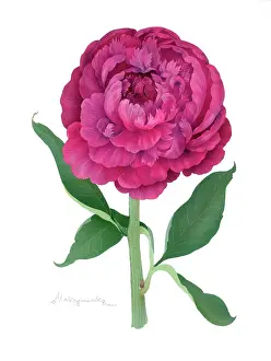Makroushenka: Pink Peony