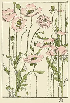 Foord: Pink poppy