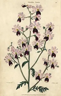 Mcintosh: Pink and purple flowered poor man's orchid