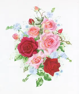 Chicory: Pink and Red Roses with Chicory
