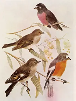 Henrik: Pink Robin and Flame Robin