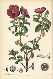 Cistus: Pink rock-rose, Cistus creticus