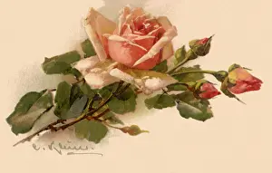 Klein: Pink Rose and Three Buds