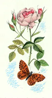 Esme: Pink rose and butterfly