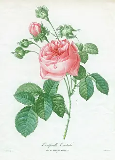 Cristata: Pink Rose -Centfeuille Cristata
