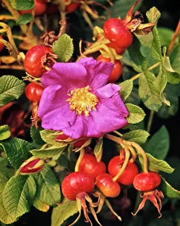 Rosehip: Pink Rose Flower and Rose Hips Accessory Fruit