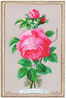 Hyatt: Pink rose on a New Year card