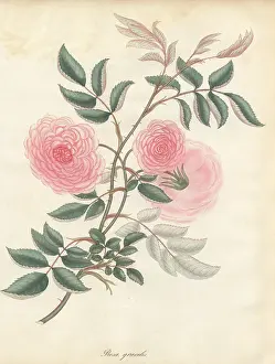 Repository: Pink rose, Rosa gracilis