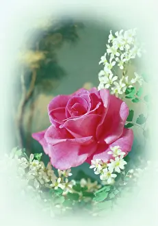 Daglish: Pink Rose with white flowers and backdrop of trees