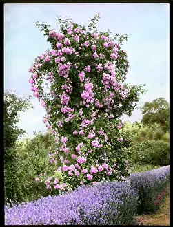 Lavender: Pink rosebush with lavender