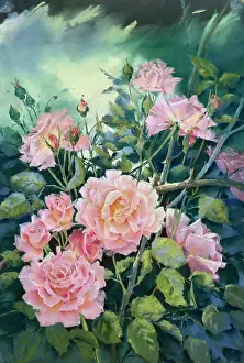 Caryl: Pink Roses
